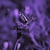 Aatish Skies, Apophis