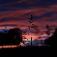 Montagem - Pros Talibã