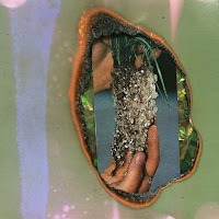 Fern Mayo