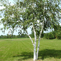 Молодой Вор